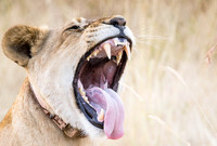 Wildlife